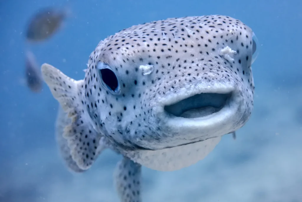 The Right Way to Interpret Fish Data in Oceans