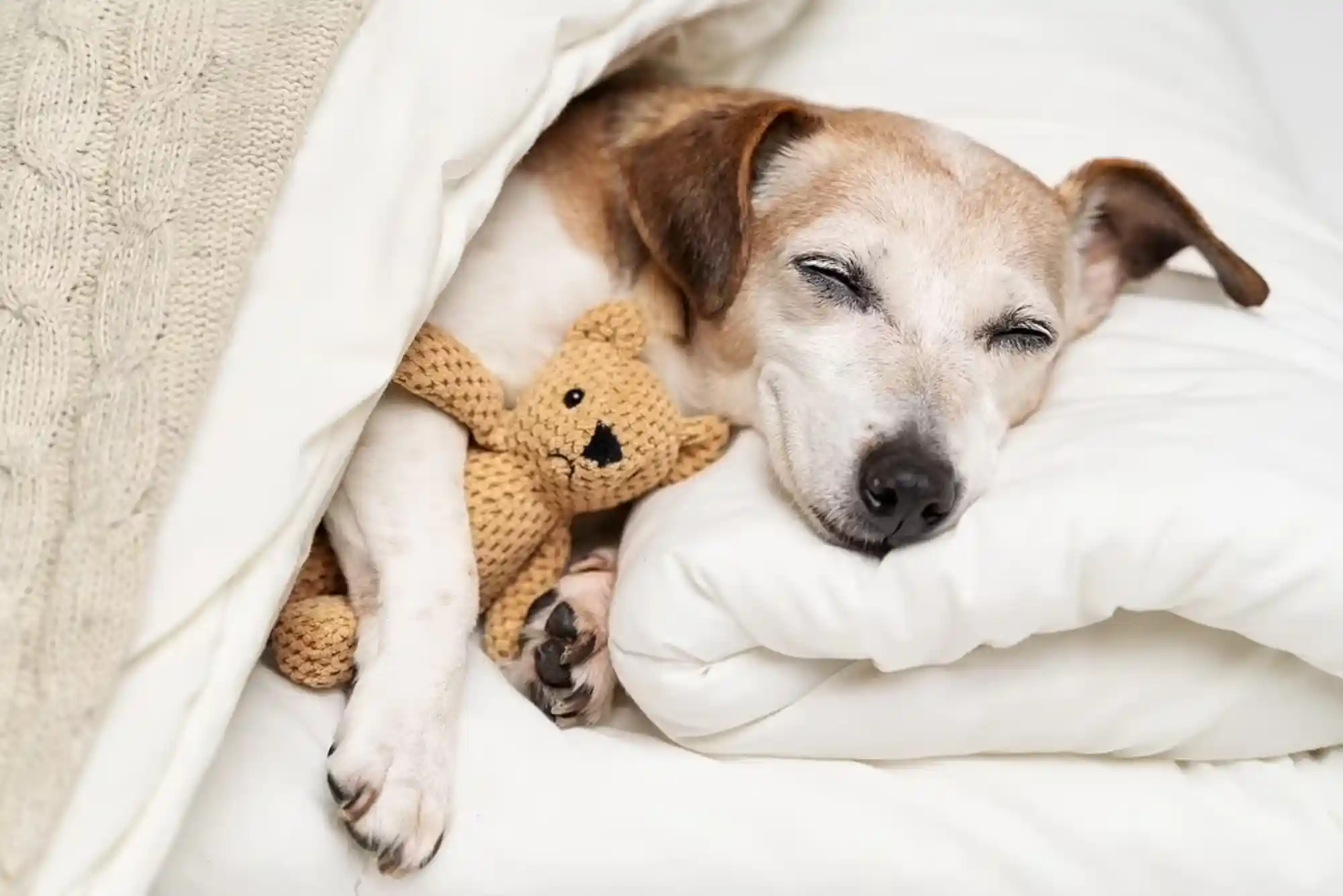Canine Cognitive Dysfunction (CCD): Managing Dementia and Sleep Cycle Changes in Senior Dogs