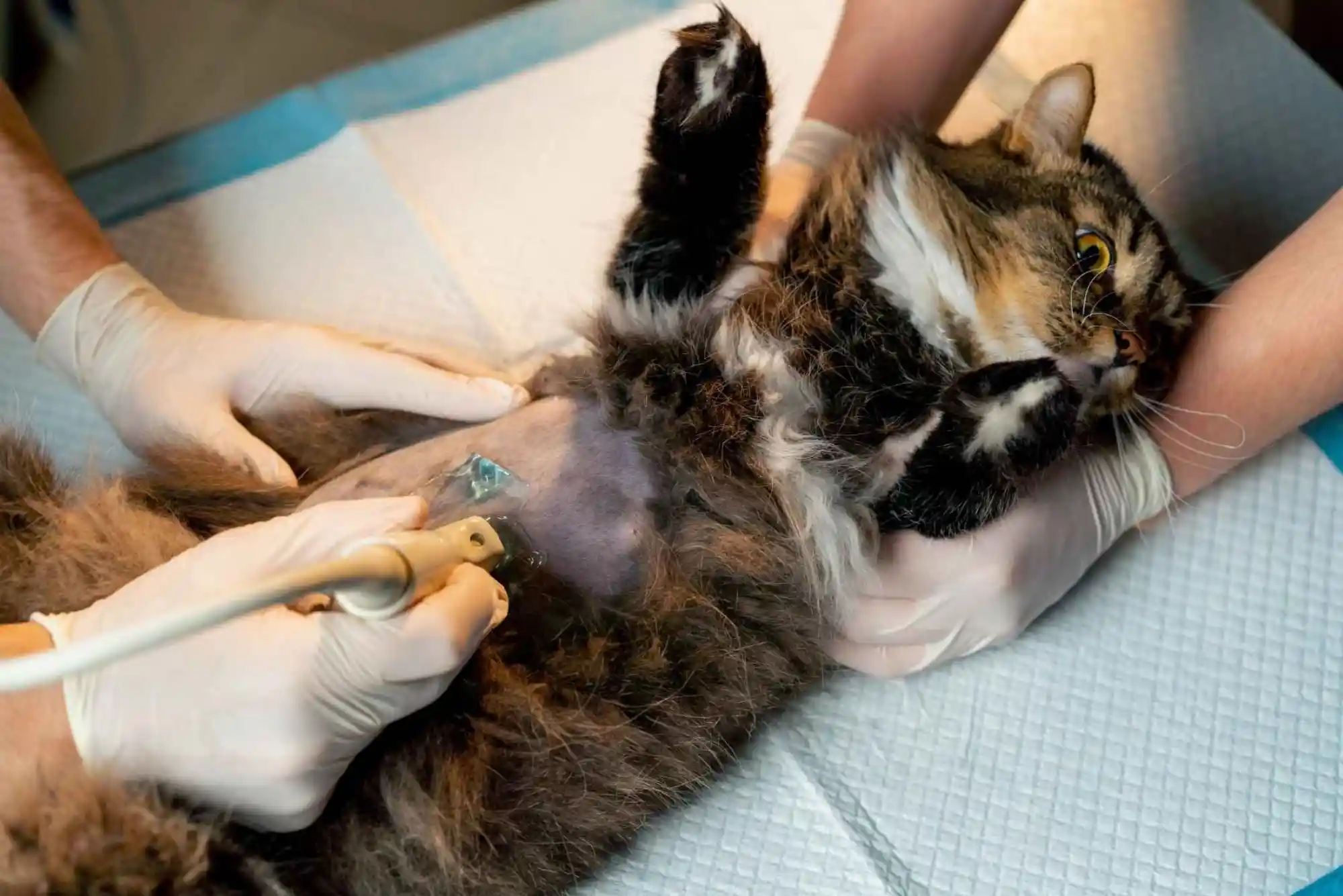 Feline Chronic Kidney Disease (CKD) Stage 3 & 4: Subcutaneous Fluids and Phosphorus Binders
