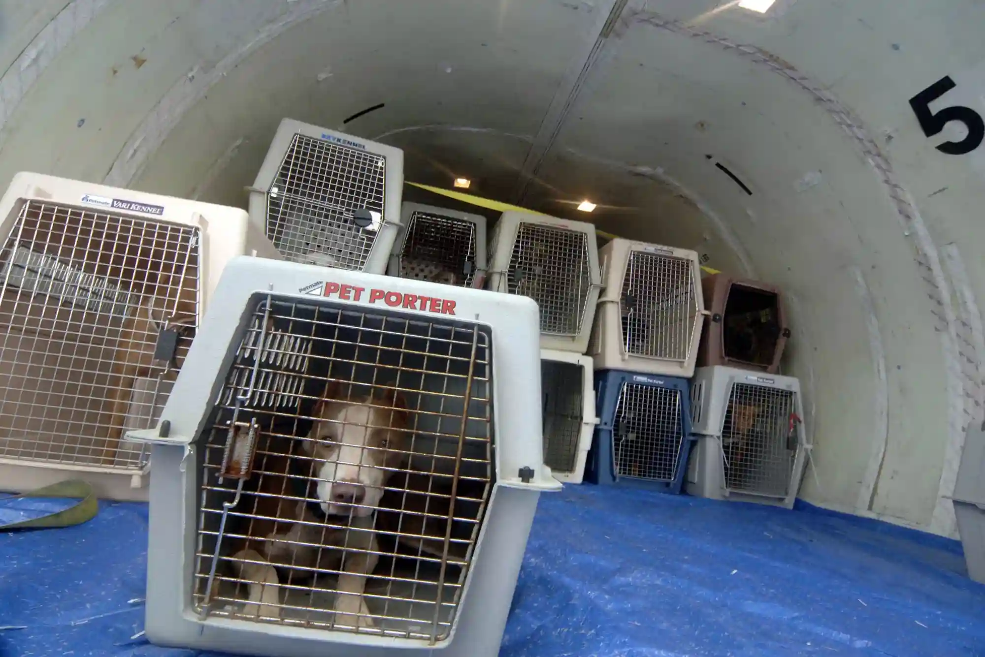 Flying With Dogs as Checked Baggage or Cargo: Temperature Embargoes and Crate Specs