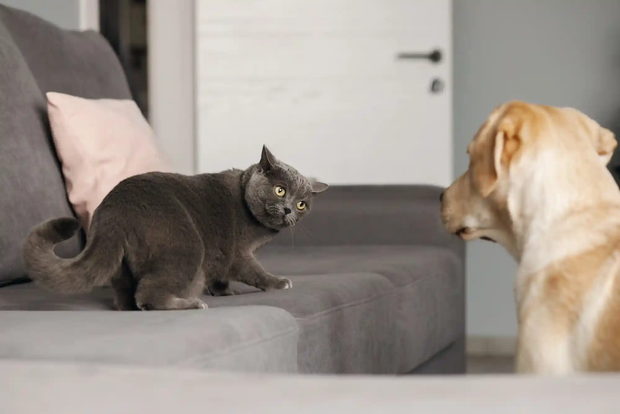 How to Introduce a New Cat to a Dog: Scent Swapping and Visual Barrier Protocols