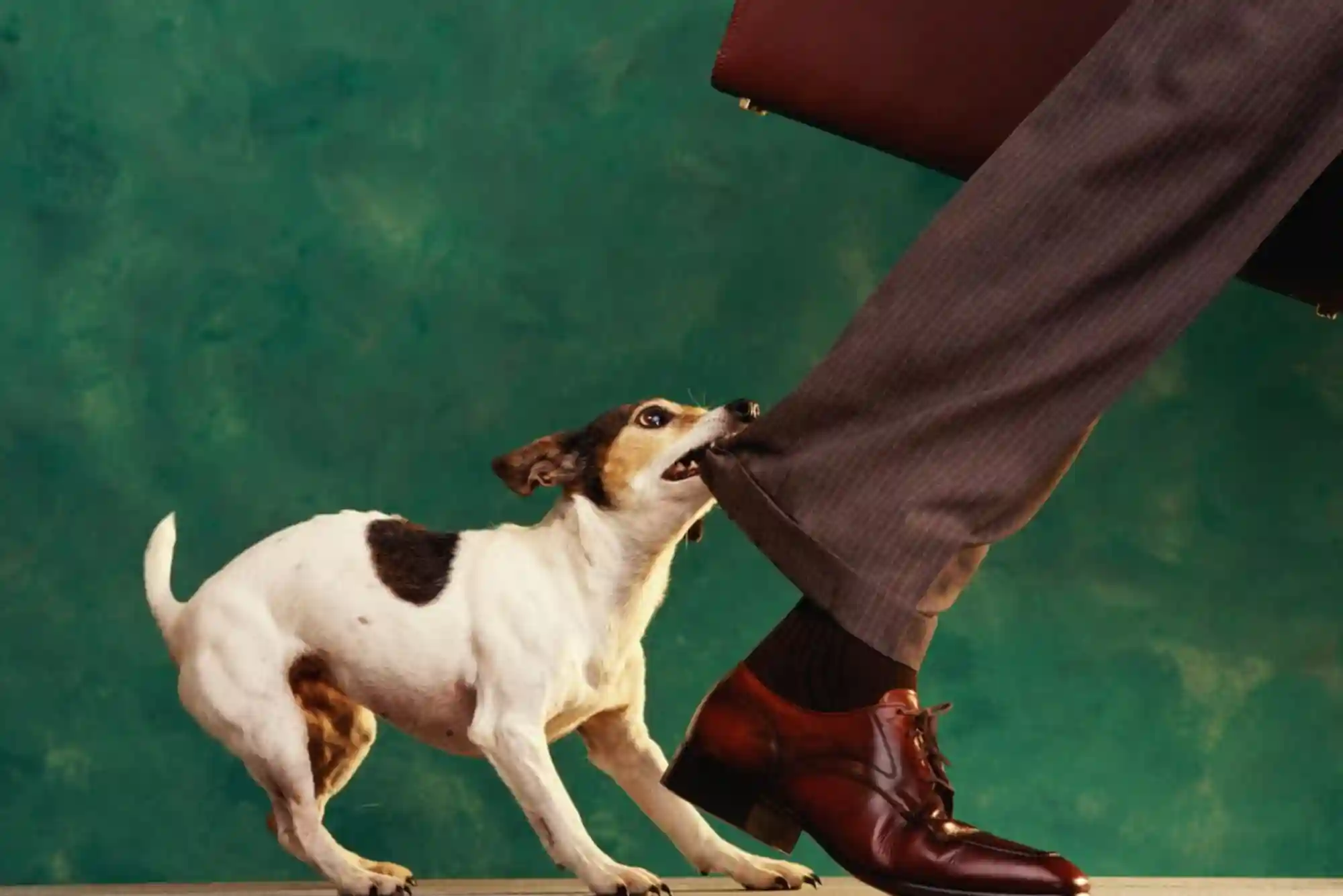 How to Stop a Puppy from Biting Ankles and Pant Legs During Walks